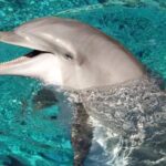 Un delfín emerge del agua