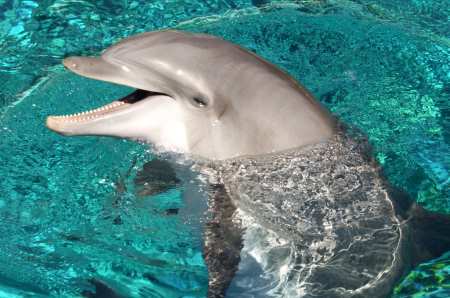 Un delfín emerge del agua