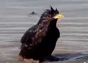 Un pájaro se refresca en un charco