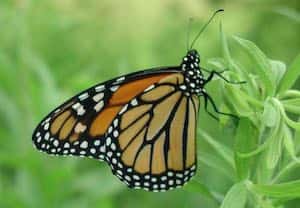 Una mariposa monarca posada en una planta