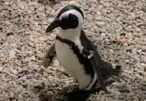 Lucas, el pingüino con botas