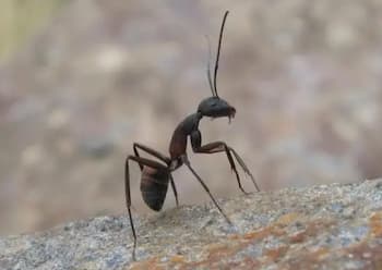 Una hormiga