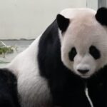 El panda Tuan Tuan