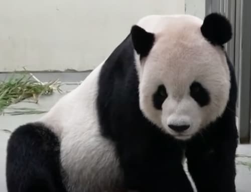 El panda Tuan Tuan